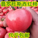西红柿10斤现摘超甜山东粉番茄新鲜沙瓤生吃自然熟蔬菜 超甜