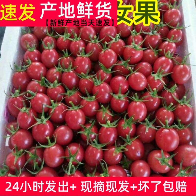 好吃千禧圣女果山东番茄新鲜食用