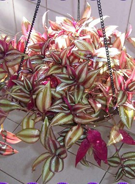 盆栽绿植 吊竹梅 紫竹 紫叶花卉 紫竹梅竹节吊兰吸甲醛可水培