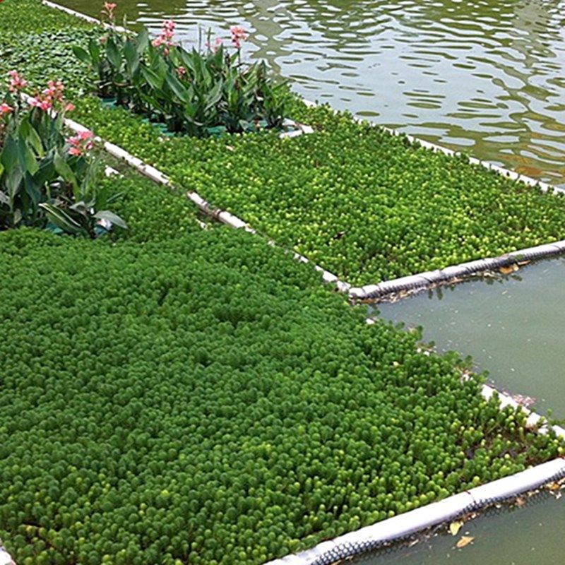 狐尾藻苗养殖龙虾水培植物池塘浮性水生草淡鱼缸公园造景净化水质_虎窝淘