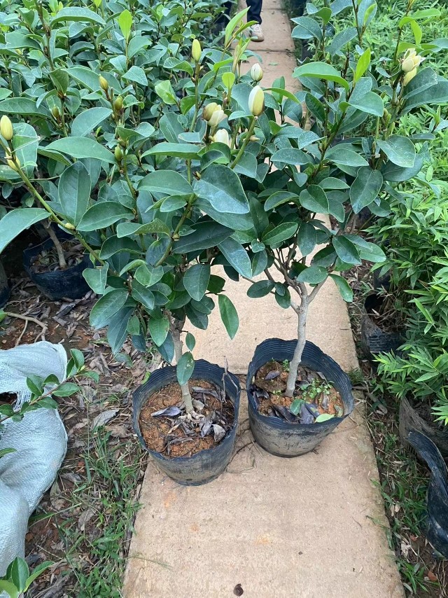 含笑花苗浓香型花卉带花苞室内阳