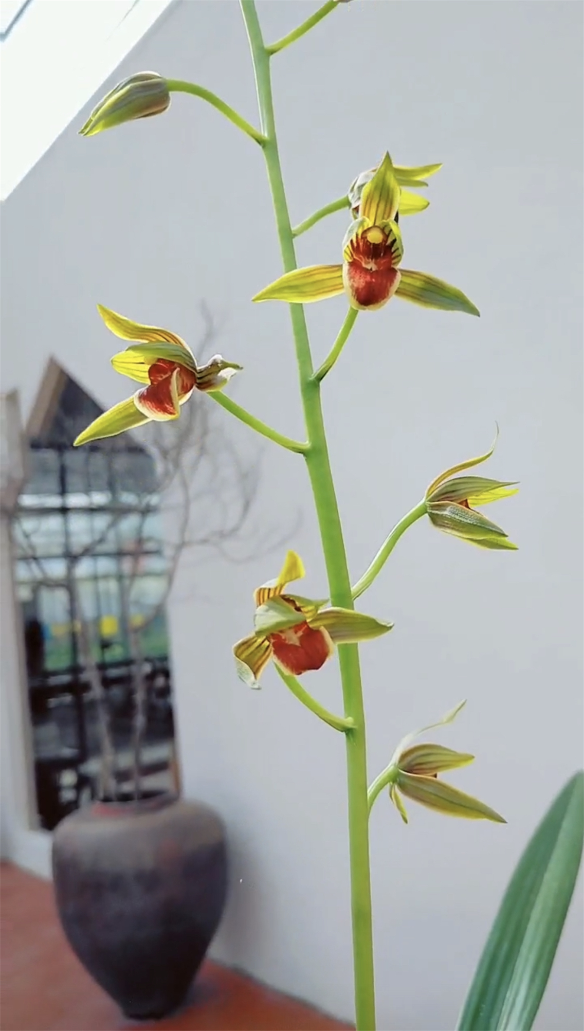 墨兰【红如意】花期冬末春初 霸气报岁兰喜迎春节优选壮苗 茶空间