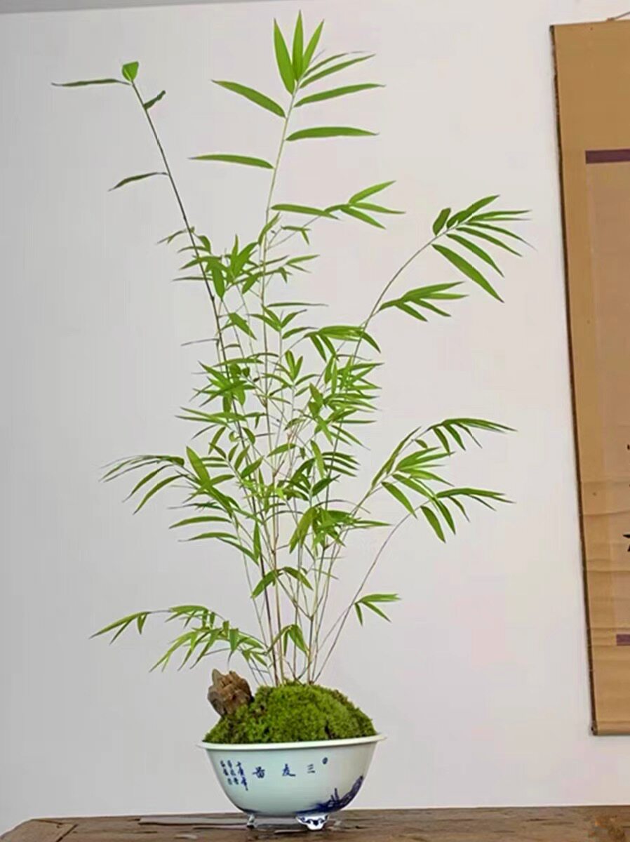 三 正宗内门竹 禅意雅盆栽名贵竹苗室内庭院绿植四季常青好养易活