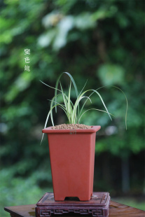 春剑 艺兰叶姿飘逸中透艺高档花卉精品国兰绿植盆栽兰花 变色龙