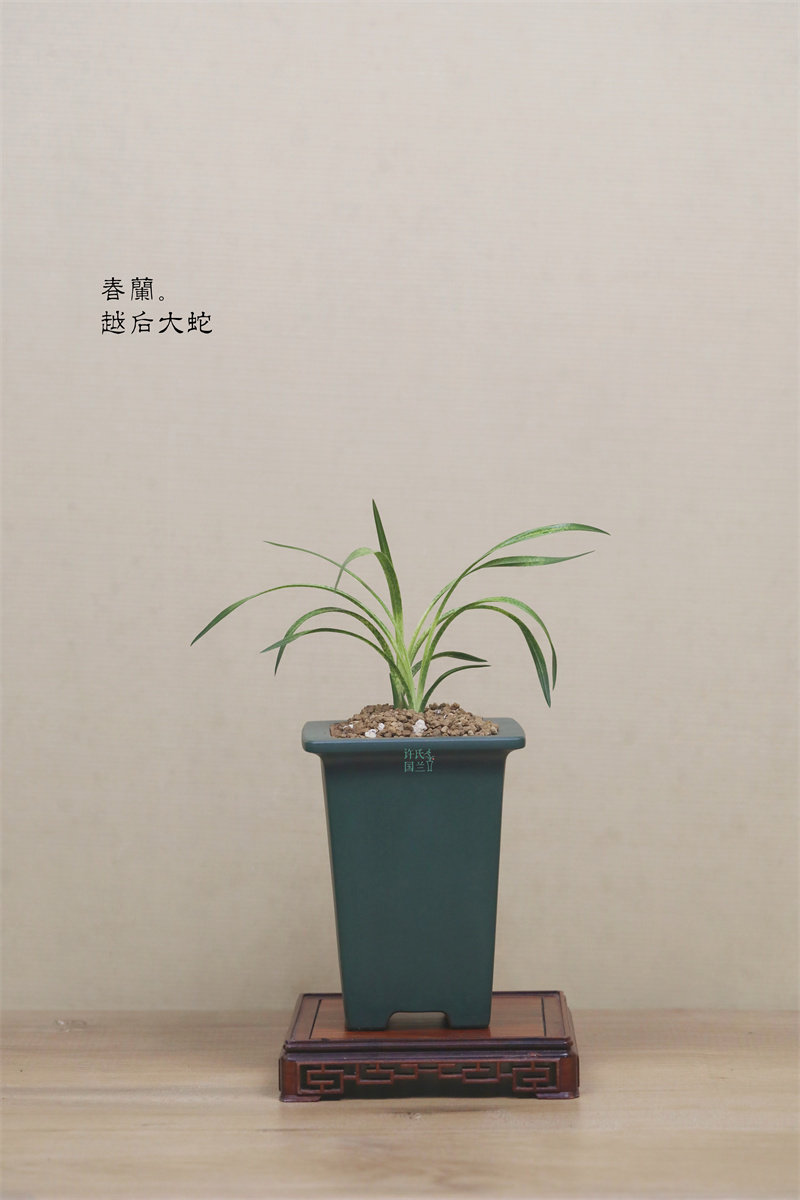 春兰 蛇皮斑【越后大蛇】2苗精品兰草优选壮苗案头绿植茶空间茶室