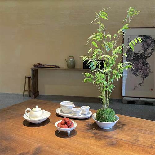 14水中贵族【翡翠观音竹】苔藓球水培款配造盆景盆栽绿植花卉植物