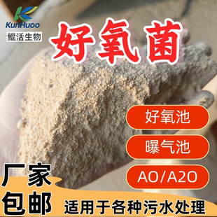 好氧菌种 生活污水化工污水好氧池用硝化菌降氨氮COD