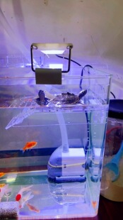 亚克力挂钩式乌龟晒台巴西龟爬坡深水鱼缸浮台趴台爬梯高水位浮岛