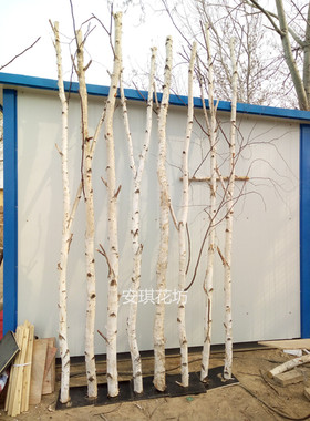 天然白桦树干装饰白桦木头树枝树杈橱窗隔断枯枝屏风玄关衣架包邮