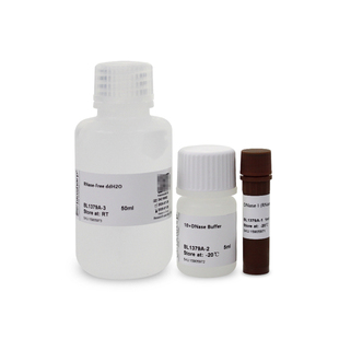DNase Ⅰ 溶液 Biosharp free BL1379A RNase 2000U 白鲨