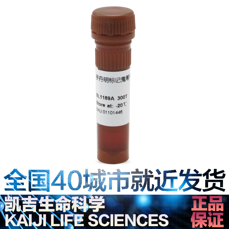白鲨 Biosharp BL1189A TRITC Phalloidin罗丹明标记鬼笔环肽_虎窝淘