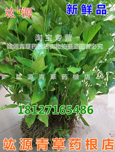 竑源青草药根店 白鹤灵芝 白鹤灵芝草 癣草 新鲜品 500克 现采