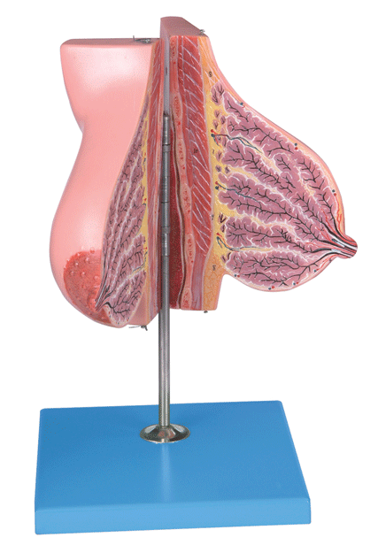 哺乳期女性乳房模型/解剖模型a15111