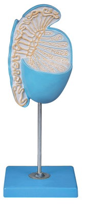 睾丸放大模型/解剖模型A15103