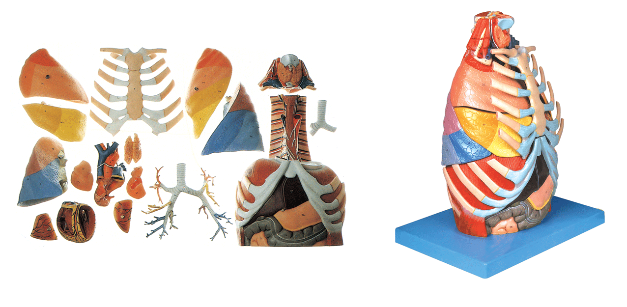 胸腔解剖模型/解剖模型a13016