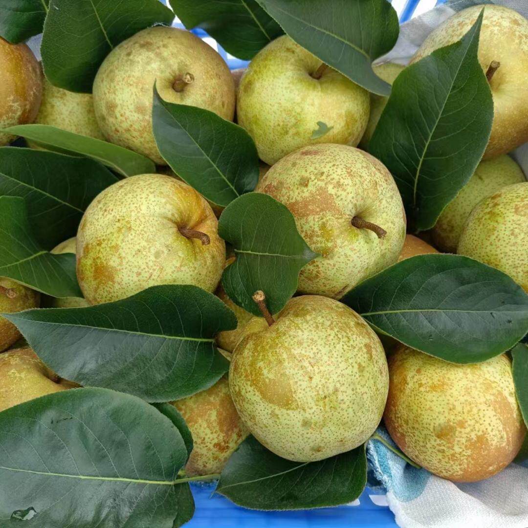 广东韶关翁源土特产新鲜水果水晶梨黄金梨黄花梨翠冠梨10斤装