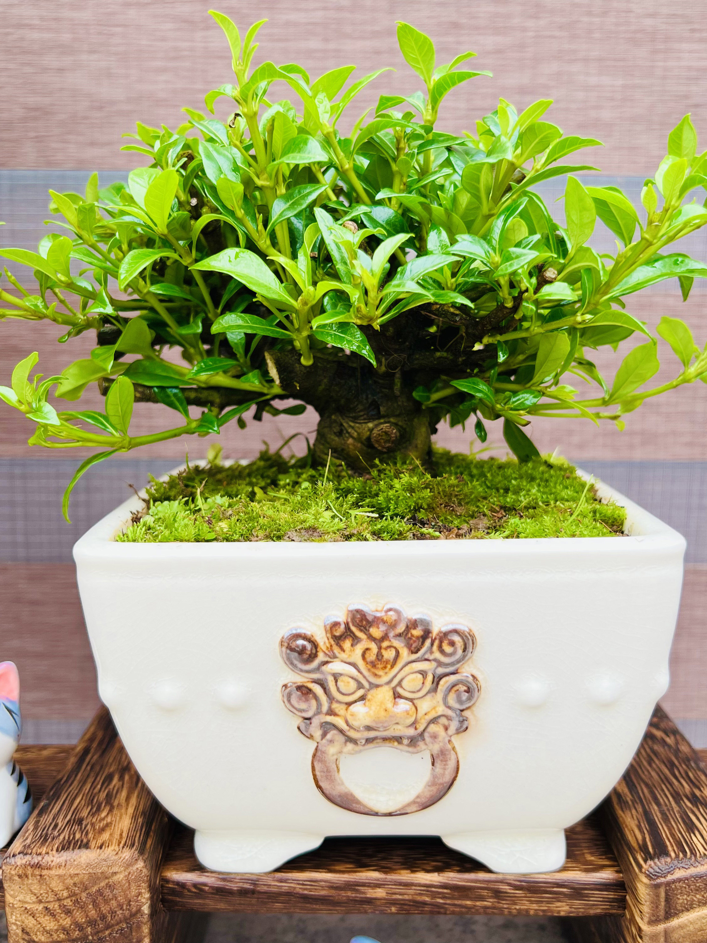 稀有寿星栀子花老桩微小盆景四季开花阳台绿植收藏级送礼品