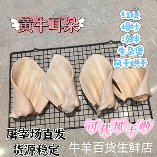 包邮2斤牛耳 去毛牛下水黄牛耳朵 国产黄牛杂 生牛耳 新鲜牛耳朵