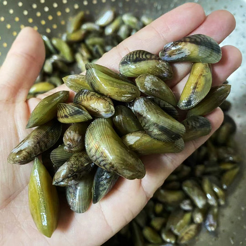 潮汕薄壳薄壳海瓜子潮汕风味