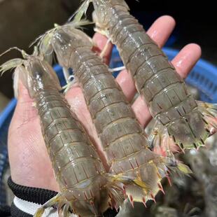 （春季必吃包鲜不包活）舟山野生大号鲜活中、大号皮皮虾3斤1份
