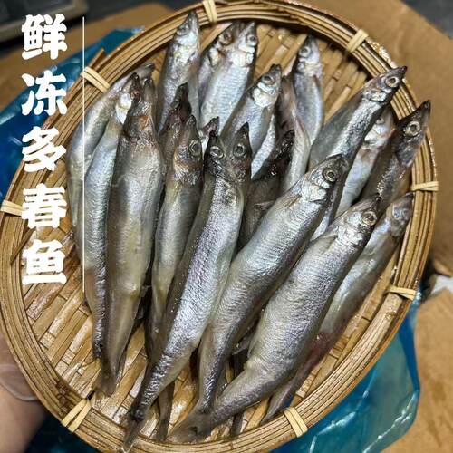 （鲜冻）舟山海鲜满口爆籽多春鱼