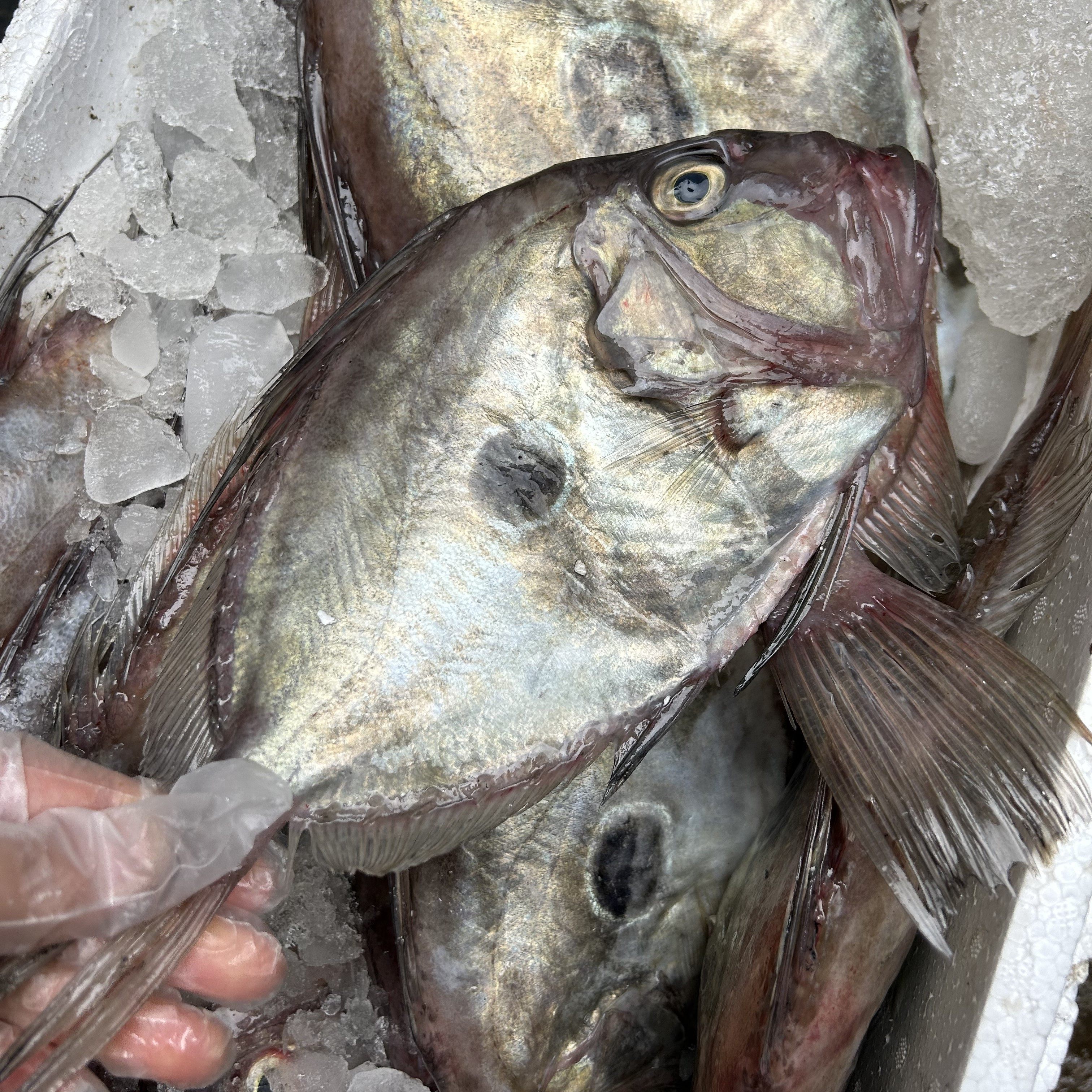 舟山新鲜直发海鲜月亮鱼，多规格，按条卖,水产肉类/新鲜蔬果/熟食,黄鱼,淘宝优惠券,粉丝福利购,淘宝优惠卷