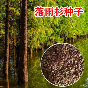 新采落雨杉种子水杉树种子绿化造林落羽杉种子