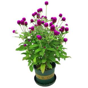 千日红花种子盆栽百日红花四季春天花种易种春季千日紫千日红种籽