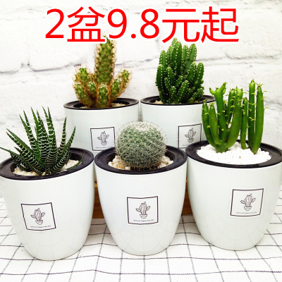 仙人掌盆栽仙人球小盆栽绿植多肉办公室桌面防辐射室内开花植物