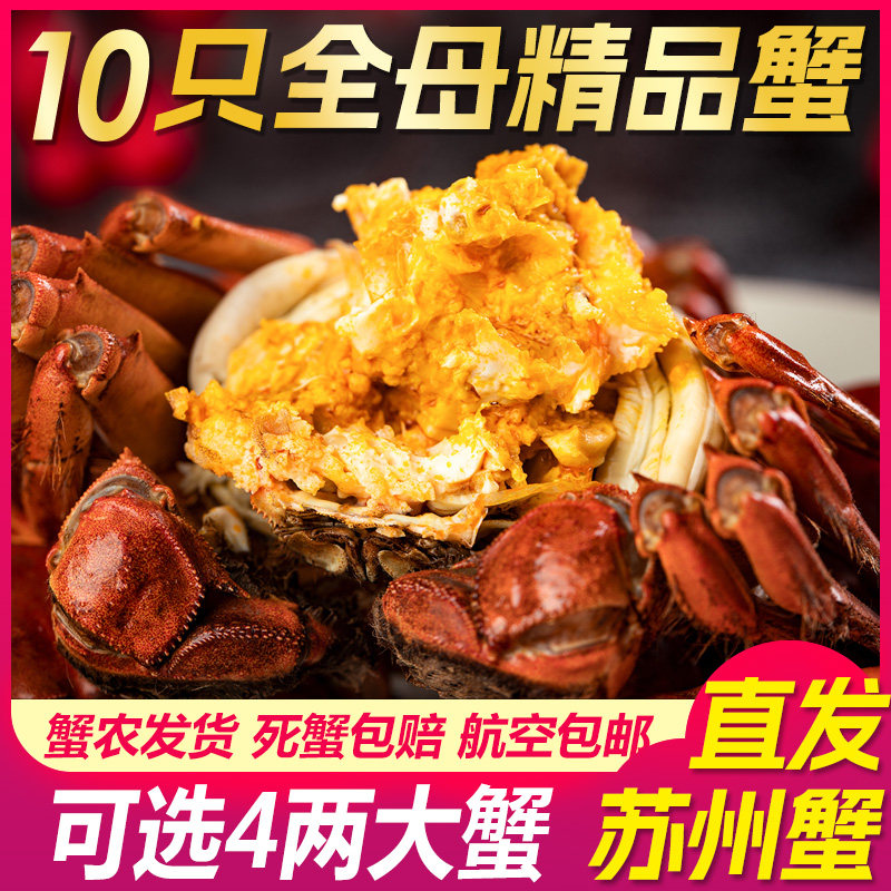 活蟹全母蟹10只苏州螃蟹鲜活大闸蟹河蟹大螃蟹特大现货礼盒装湖蟹