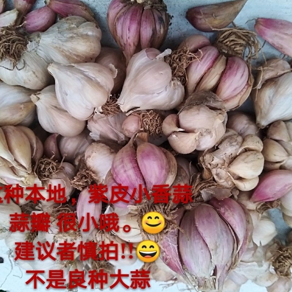 四川农家新干蒜紫皮小香蒜红皮大蒜蒜苗炒回锅肉蒜瓣 种子5斤包邮