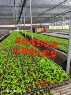 红果参四季青中药材试种包成活算盘果苗绿植盆景水果苗蛛蛛果苗