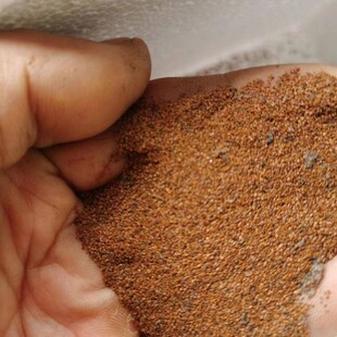 红果参籽早熟晚熟大黑果种子蜘蛛果育苗用当年种当年结果全国试种