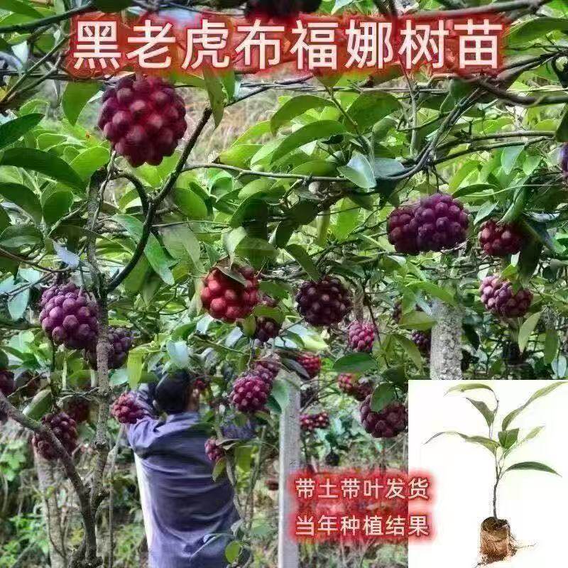 黑老虎树苗爬藤果苗大果布福娜苗酒饭团南五味子冷饭团大血藤果苗