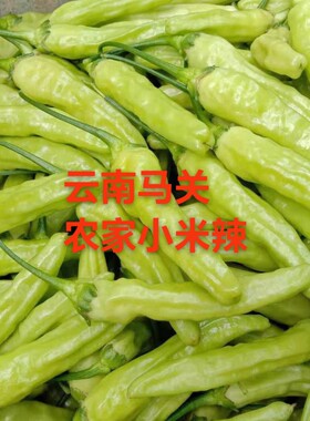 云南小米辣椒农家香辣皱皮野山椒新鲜黄白米辣新鲜泡椒正宗野山椒