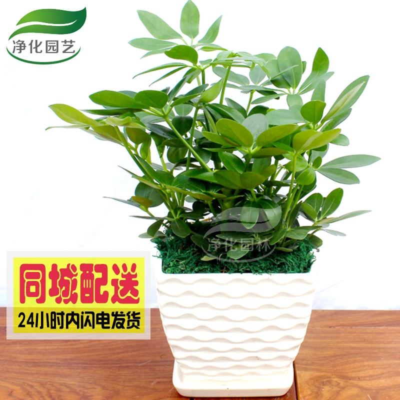 深圳鸭掌木七叶莲鹅掌木吸甲醛办公室桌面花卉绿植物盆栽促销送货