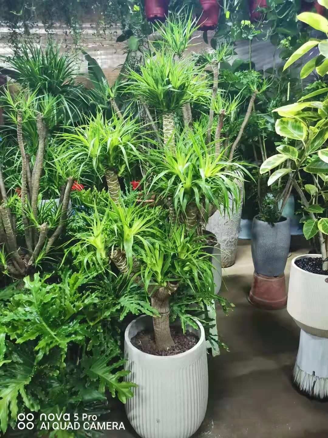 深圳同城龙须铁龙血树大中型盆栽吸甲醛净化空气家庭阳台室内植物