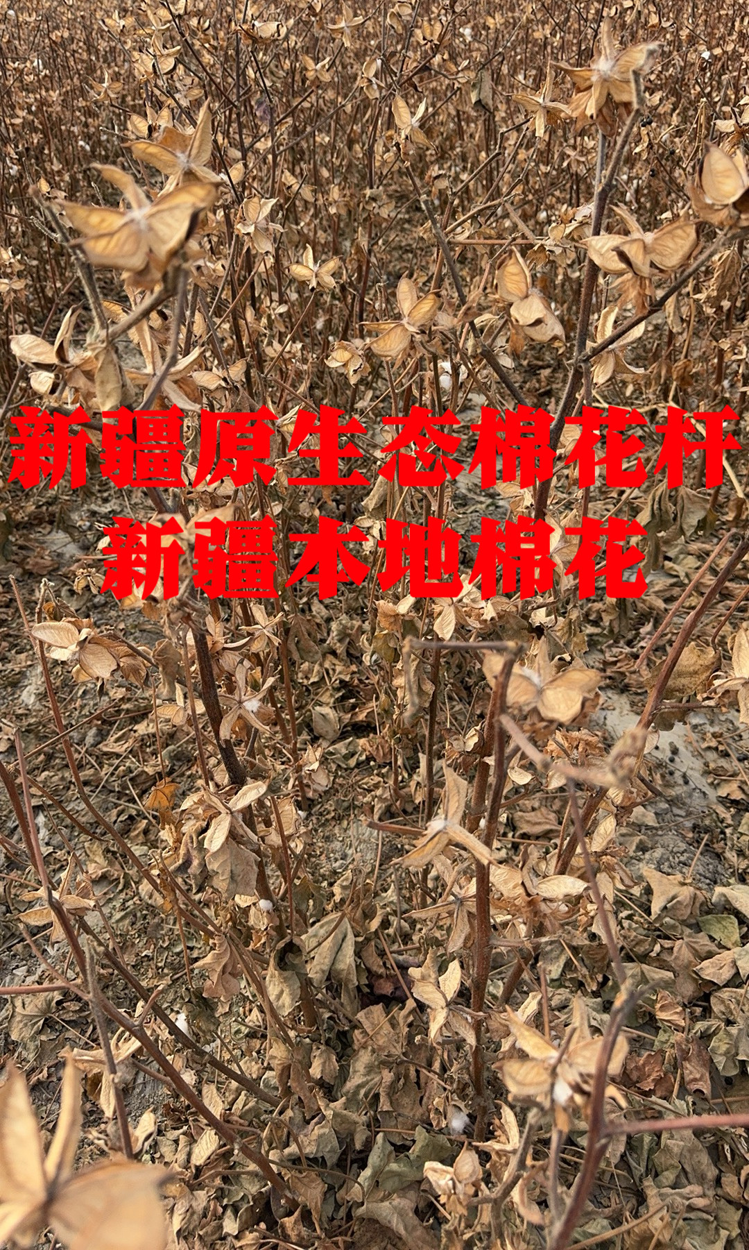 不带根棉花桔杆秸杆梗子杆子原生态棉花棵大学生实验专用