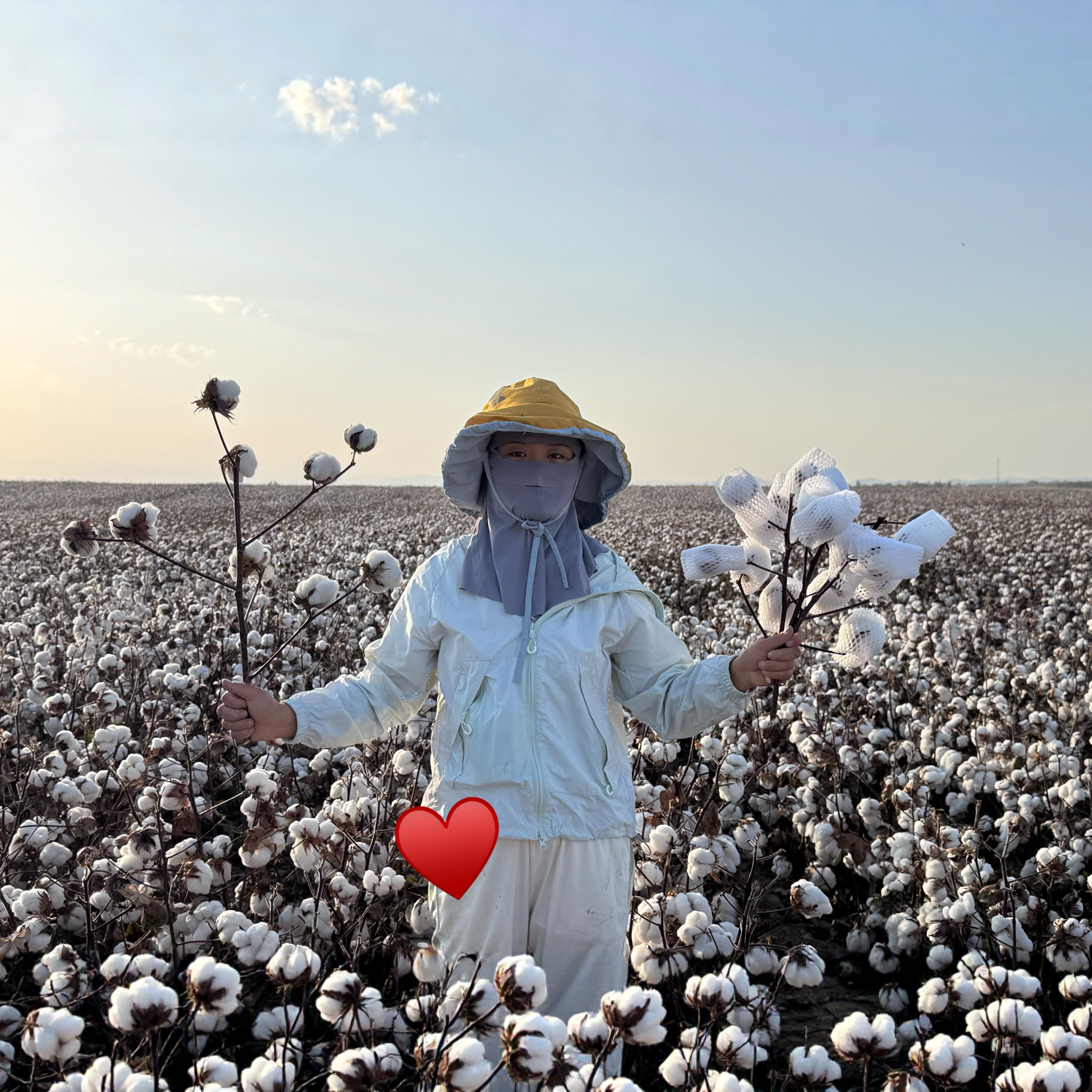 单支干棉花新疆棉花 真材实料 真花枝 带籽棉花束一枝3朵~6朵
