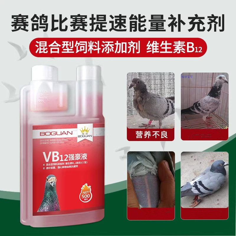强豪液鸽子药搏冠比赛提速补体能