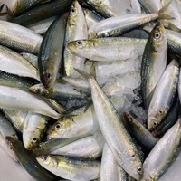 新鮮海魚整條姑魚餌溫魚釣餌沙丁魚餌料石斑魚黑雕餌釣魚萬能餌料