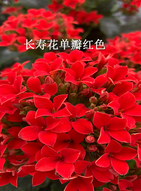 长寿花卡门红色单瓣复色岩丁四季开花阳台绿植盆栽净化空气窗台