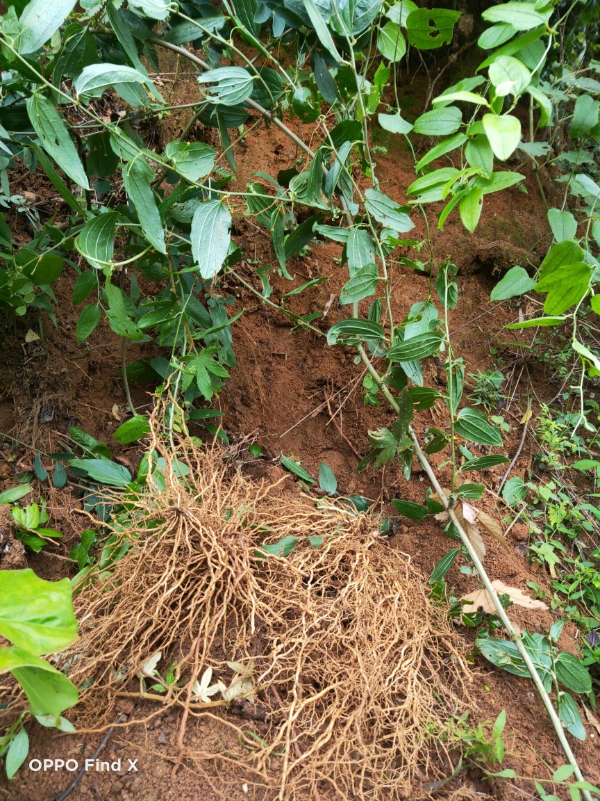 牛尾蕨根的药用功效图片