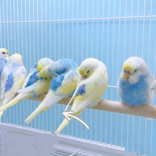 虎皮金彩适合新手可教说话让孩子远离手机老人玩伴