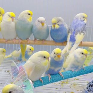 金彩虎皮大头鹦鹉活鸟羽衣活体可爱黏人可教说话技能宠物萌宠小鸟