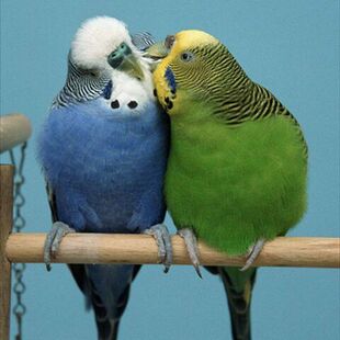 绿虎皮蓝虎皮特色虎皮大头虎皮，牡丹鹦鹉，玄凤鹦鹉，包邮包活