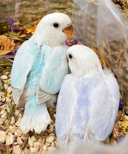 大半毛牡丹鹦鹉适合手养亲人活体鸟宠物笼子鸟粮家居玩具远离手机