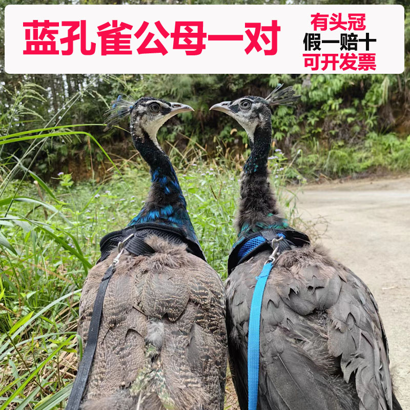 活体蓝孔雀白孔雀花孔雀观赏鸟孔雀苗公母一对孔雀苗孔雀蛋包邮