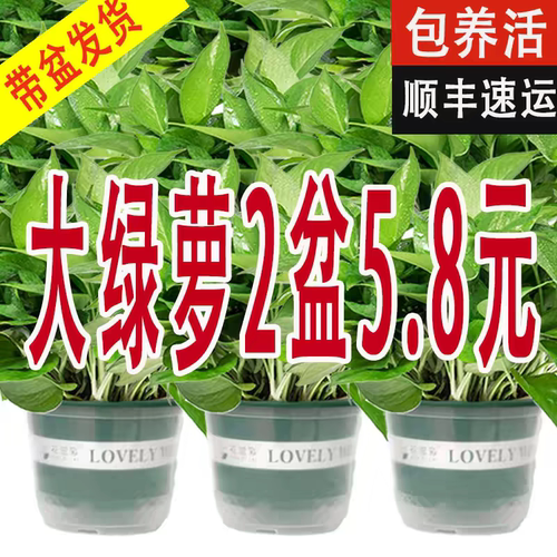 绿萝盆栽室内家用新房家用净化空气植物水培长藤垂吊大叶绿箩绿植