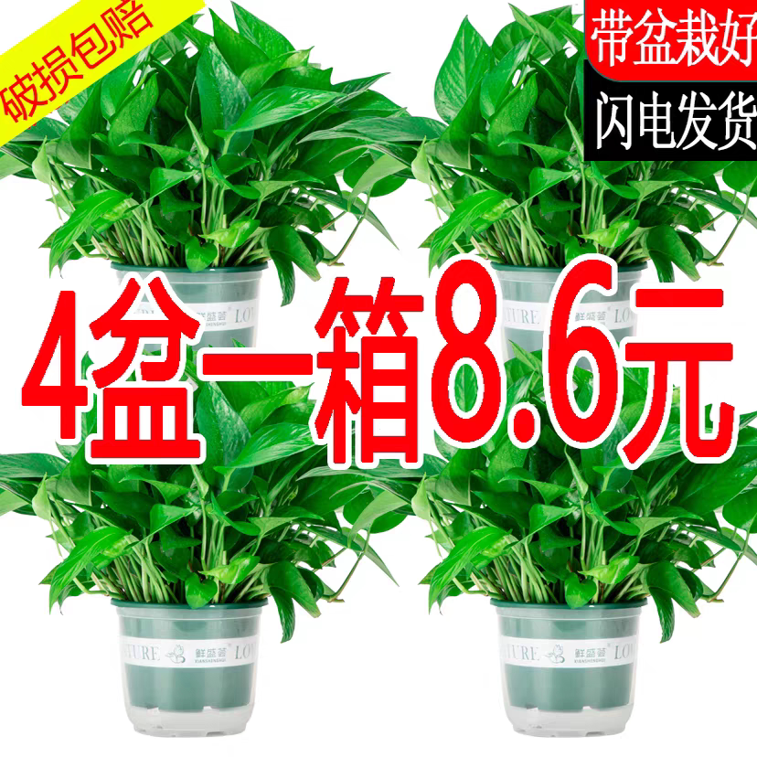绿萝盆栽室内客厅净化空气好养易活花卉绿植水培垂吊大叶长藤植物